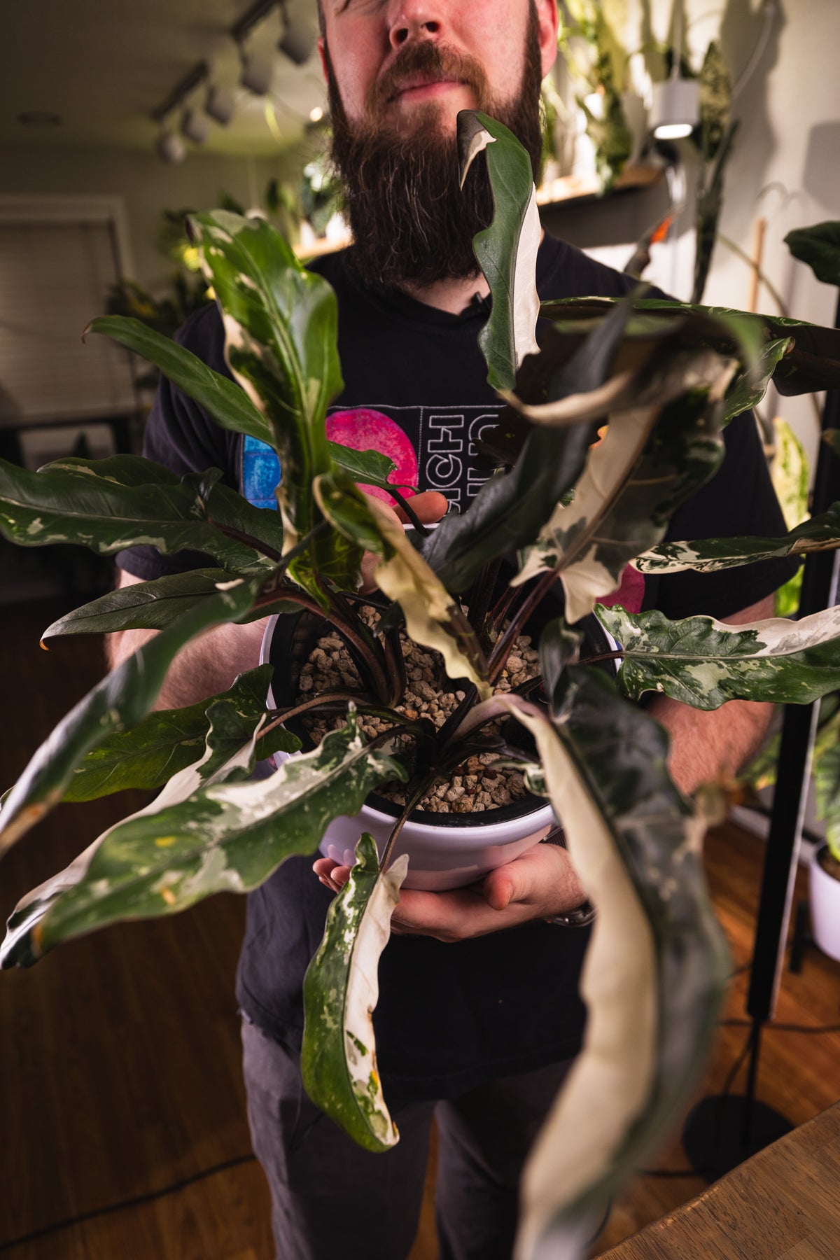 Alocasia Lauterbachiana Albo (CORM)