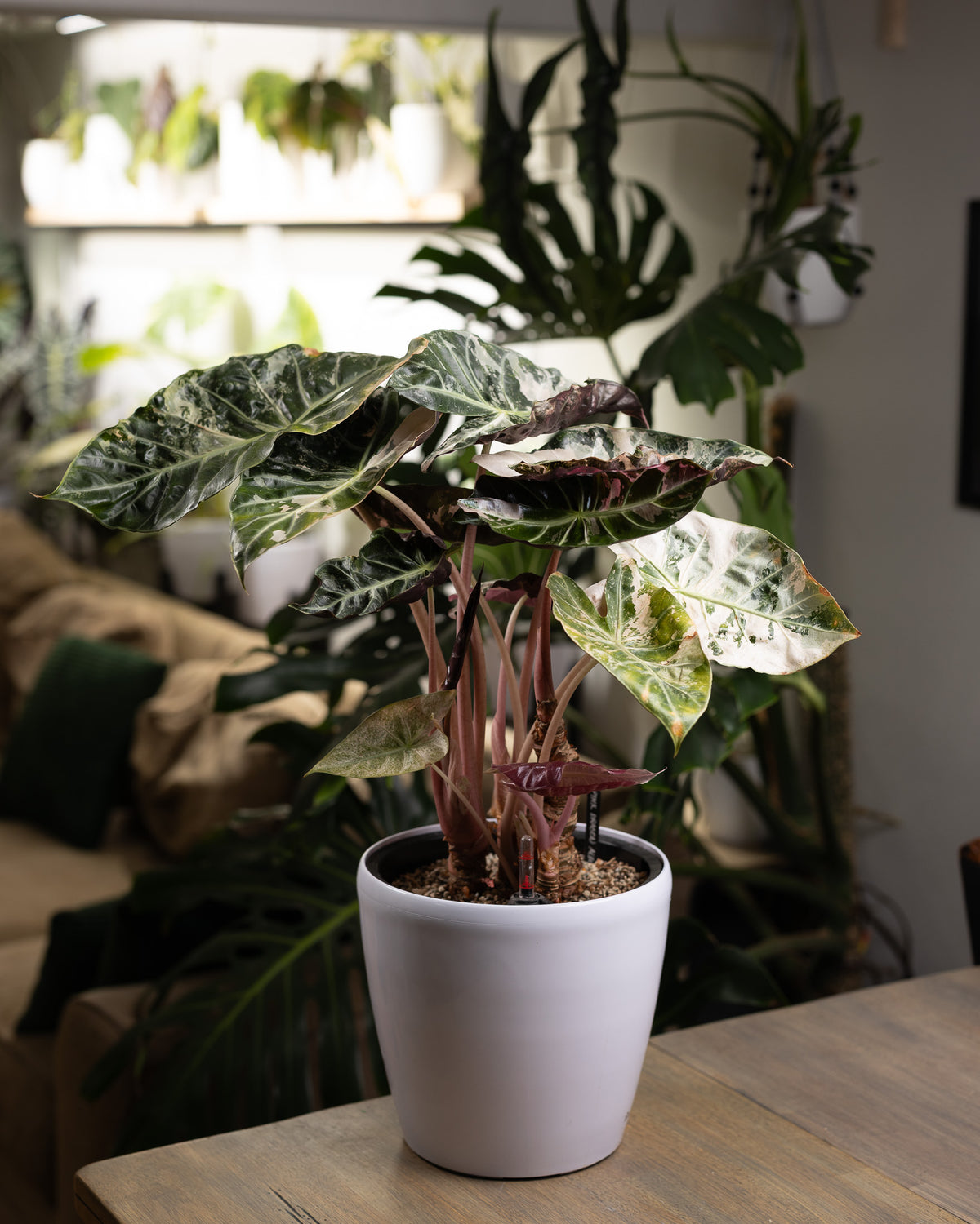 Alocasia Pink Dragon Albo (CORM)