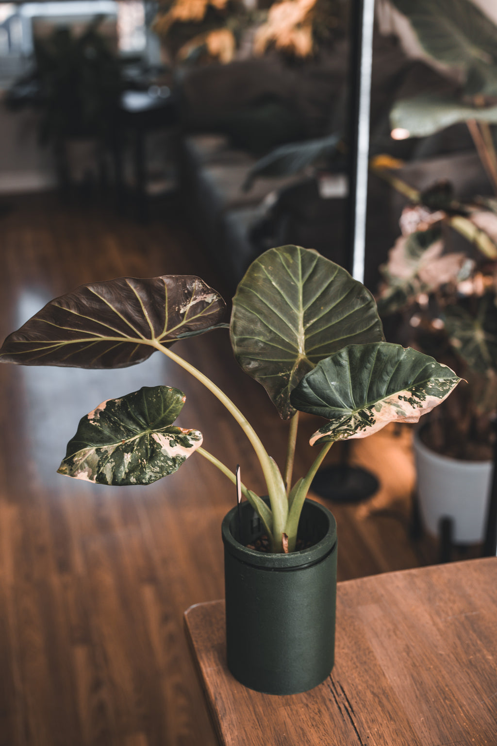 Alocasia Regal Shield Albo (CORM)