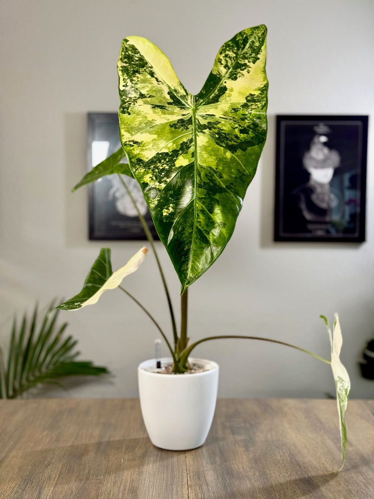 Longiloba Albo/Mint (CORM)